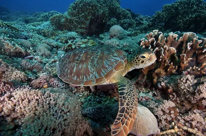 Gili Trawangan, Favorite Snorkeling Spot with Amazing Natural Views in Lombok